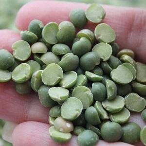 How to prepare peas for seeds