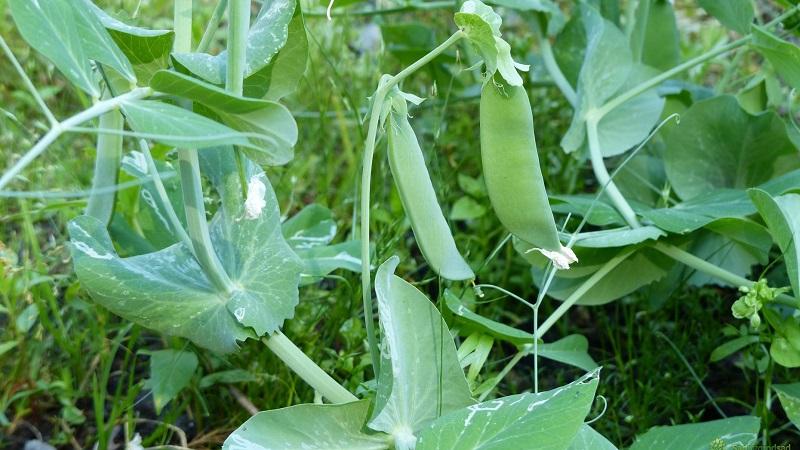 What are the varieties of peas - an overview of varieties with photos and detailed descriptions