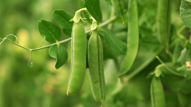 What are the varieties of peas - an overview of varieties with photos and detailed descriptions