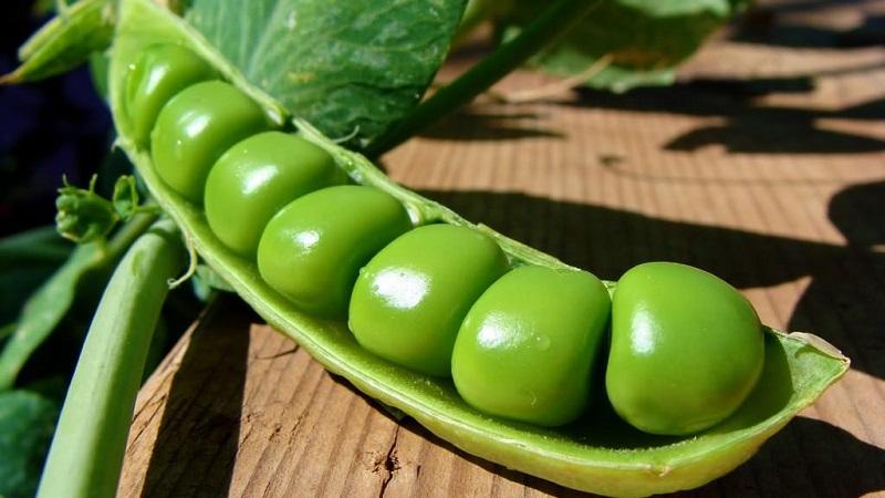 What are the varieties of peas - an overview of varieties with photos and detailed descriptions
