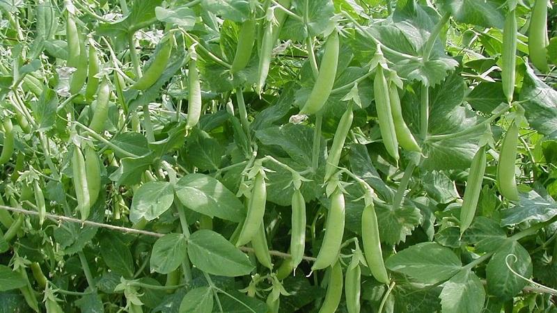 What are the varieties of peas - an overview of varieties with photos and detailed descriptions
