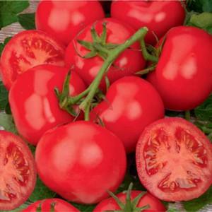 What low-growing varieties of tomatoes are the most productive