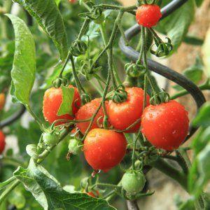 What low-growing varieties of tomatoes are the most productive