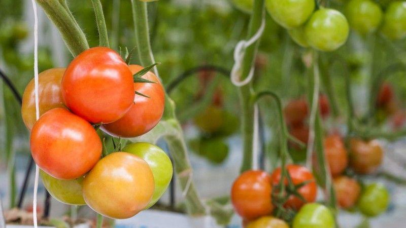 What tomato seeds give a good harvest outdoors