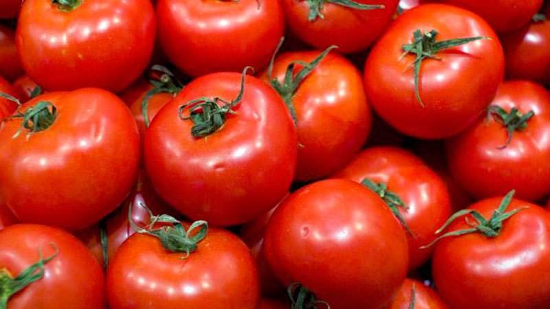 What tomato seeds give a good harvest outdoors