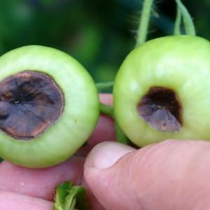 How to deal with the top rot of tomatoes in a greenhouse: the best recipes and folk methods