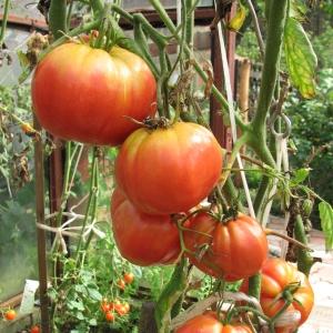 How to deal with the top rot of tomatoes in a greenhouse: the best recipes and folk methods