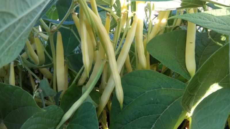 What kind of asparagus beans to grow: varieties that will not leave anyone indifferent