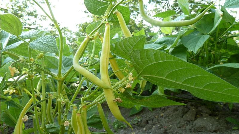 What kind of asparagus beans to grow: varieties that will not leave anyone indifferent