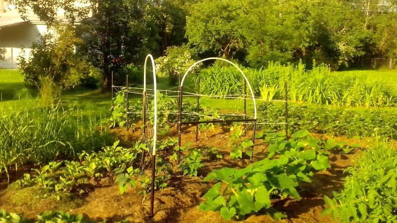 What kind of asparagus beans to grow: varieties that will not leave anyone indifferent