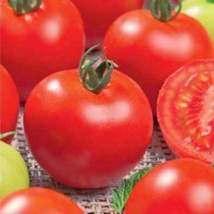 Red Riding Hood tomatoes popular among summer residents: description of the variety and instructions for growing it independently