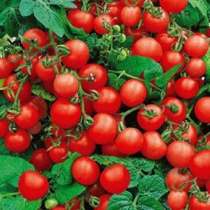 Red Riding Hood tomatoes popular among summer residents: description of the variety and instructions for its self-cultivation