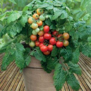 Red Riding Hood tomatoes popular among summer residents: description of the variety and instructions for growing it independently