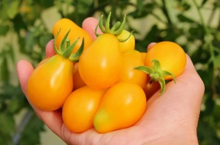 Top 25 sweetest tomato varieties and tips for choosing them for every gardener