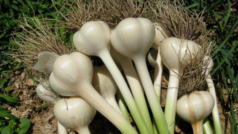 You don't know how to plant garlic - it doesn't matter: we will teach, show and tell all the secrets and subtleties