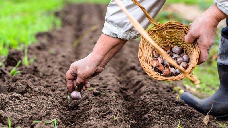 You don't know how to plant garlic - it doesn't matter: we will teach, show and tell all the secrets and subtleties