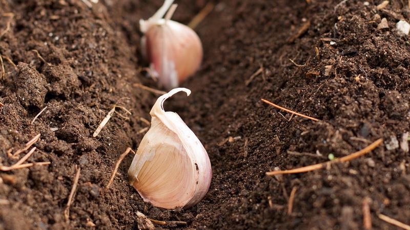 You don't know how to plant garlic - it doesn't matter: we will teach, show and tell all the secrets and subtleties