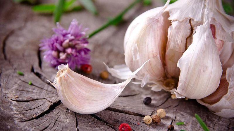 You don't know how to plant garlic - it doesn't matter: we will teach, show and tell all the secrets and subtleties
