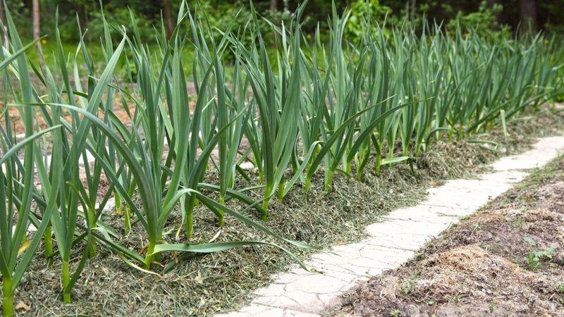 You don't know how to plant garlic - it doesn't matter: we will teach, show and tell all the secrets and subtleties