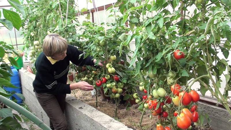 Unusual and aesthetic tomato variety Black Baron - easy to grow and pleasing with an abundance of harvest