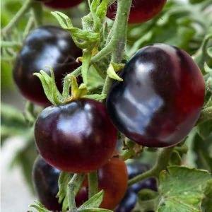 Unusual and aesthetic tomato variety Black Baron - easy to grow and pleasing with an abundance of harvest