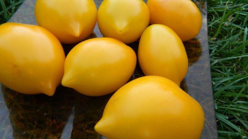 A tomato that looks like a lemon will not leave anyone indifferent: the Wonder of the World tomato and the method of its cultivation