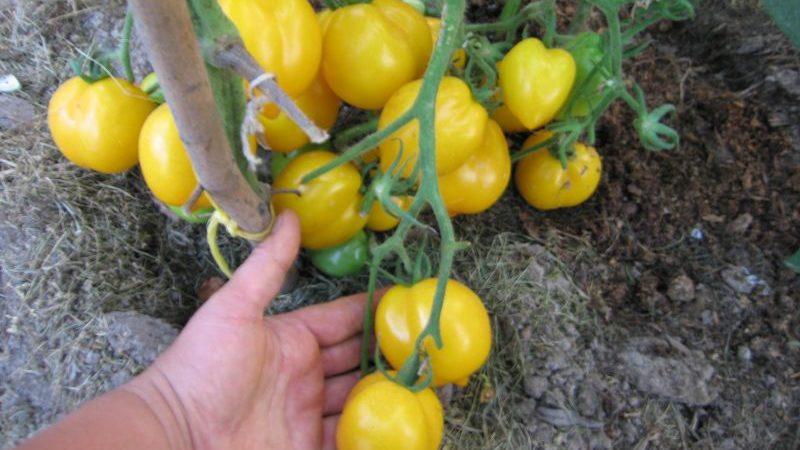A tomato that looks like a lemon will not leave anyone indifferent: the Wonder of the World tomato and the method of its cultivation