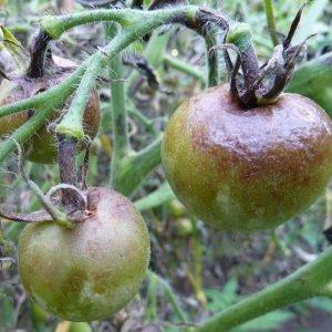 Features of agricultural technology varieties Money bag for a better harvest