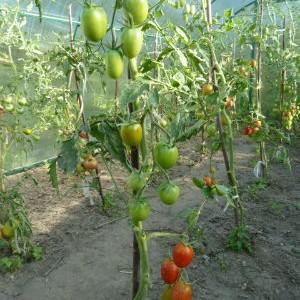 Features of agricultural technology varieties Money bag for a better harvest