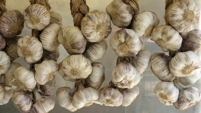 A selection of the best methods for preserving garlic at home for the whole winter
