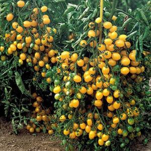 Positive and negative sides of Ildi tomato
