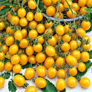 Positive and negative sides of Ildi tomato