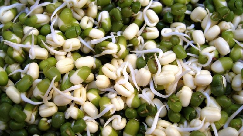 We get a storehouse of vitamins from a bean - how to sprout beans at home or grow them in the open field