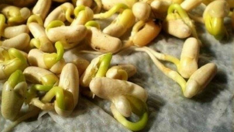 We get a storehouse of vitamins from a bean - how to sprout beans at home or grow them in the open field