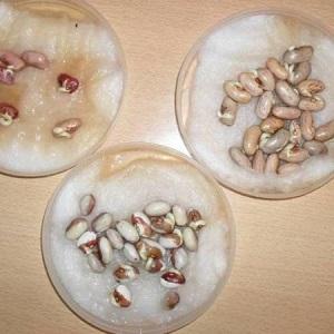 We get a storehouse of vitamins from a bean - how to sprout beans at home or grow them in the open field