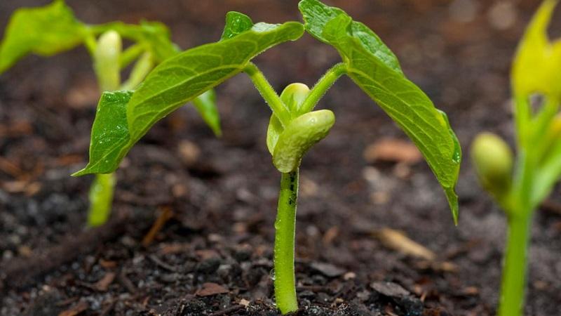 We get a storehouse of vitamins from a bean - how to sprout beans at home or grow them in the open field
