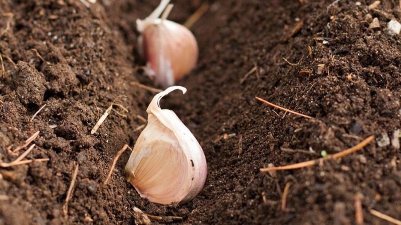 We protect the future harvest from pests and diseases - proper processing of garlic before planting