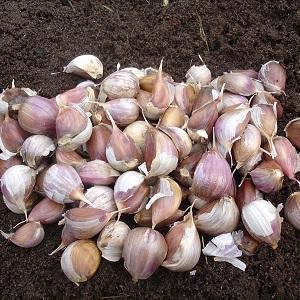We protect the future harvest from pests and diseases - proper processing of garlic before planting