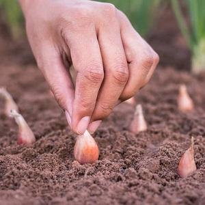 We protect the future harvest from pests and diseases - proper processing of garlic before planting