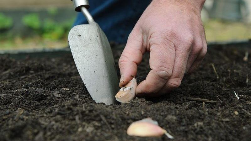 We protect the future harvest from pests and diseases - proper processing of garlic before planting