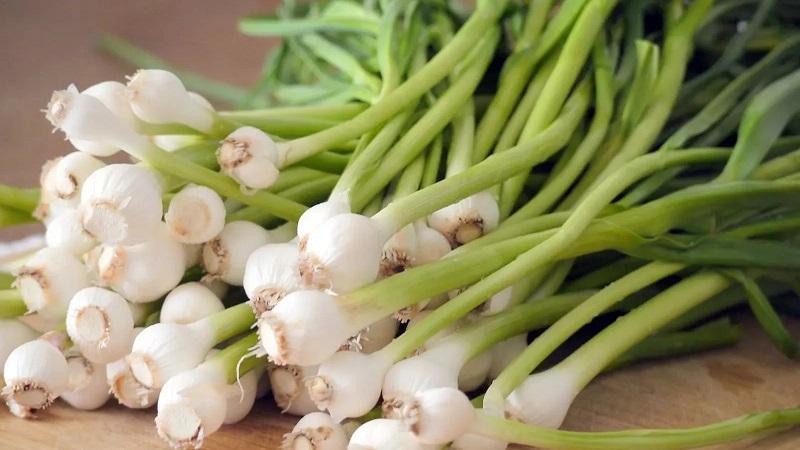 Let's figure it out together in a common question: Is garlic a vegetable or not?