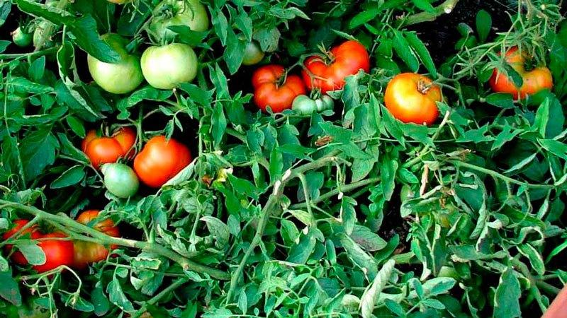Secrets of planting and caring for tomatoes