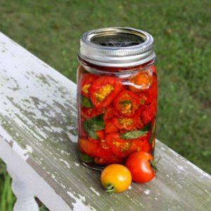 Top 16 delicious tomato preparations: tomatoes in gelatin for the winter - recipes and instructions for cooking