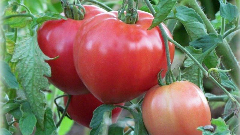 Top best varieties of pink tomatoes