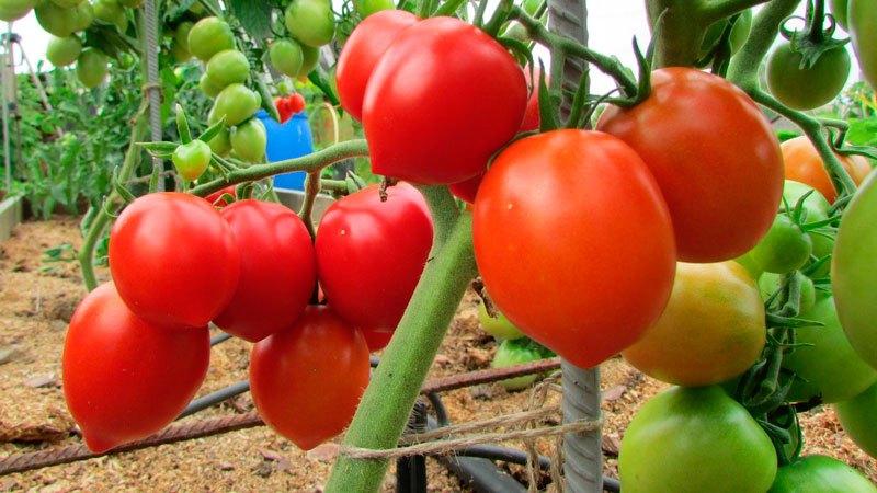 Top best varieties of pink tomatoes