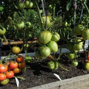 Universal early-ripening tomato variety - tomato Morning dew