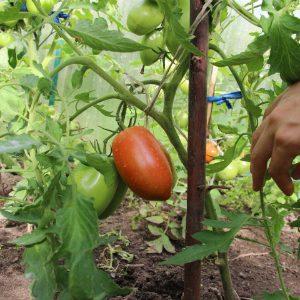 Universal early-ripening tomato variety - tomato Morning dew
