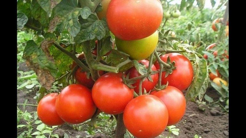 Disease Resistant and Easy Care Gina's Tomato - A Practical Guide to Growing