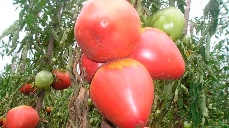 Delicious, juicy and fragrant giant in the garden - the Volovye Heart tomato