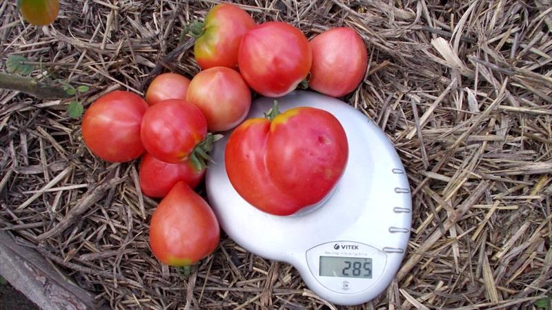 Delicious, juicy and fragrant giant in the garden - the Volovye Heart tomato